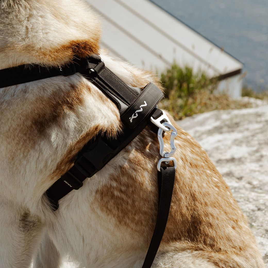 KNN CARBON HARNESS