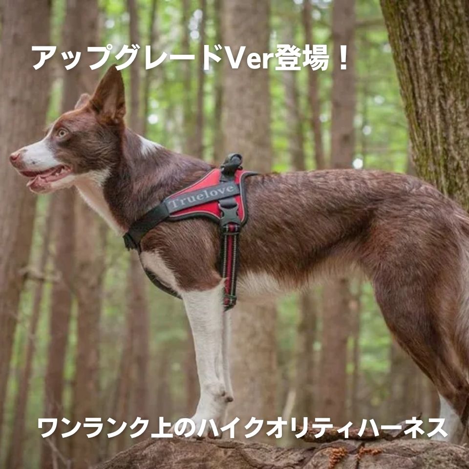 【TRUE LOVE】 EASY FITパワーハーネス ホールドタイプ