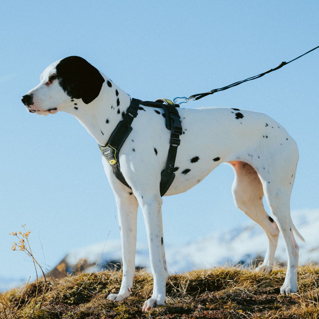 KNN CLASSIC LEASH