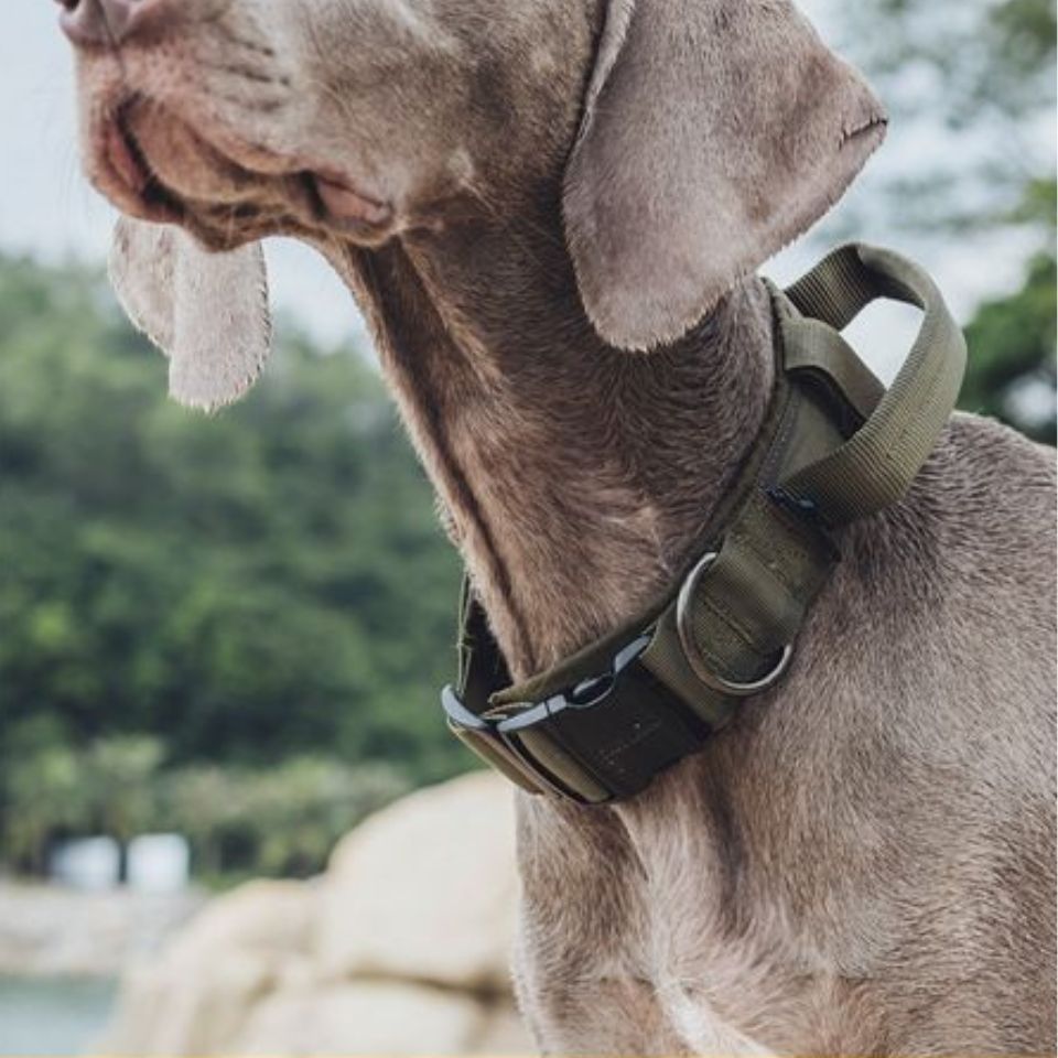 ONETIGRIS BEAST POWER K9 COLLAR