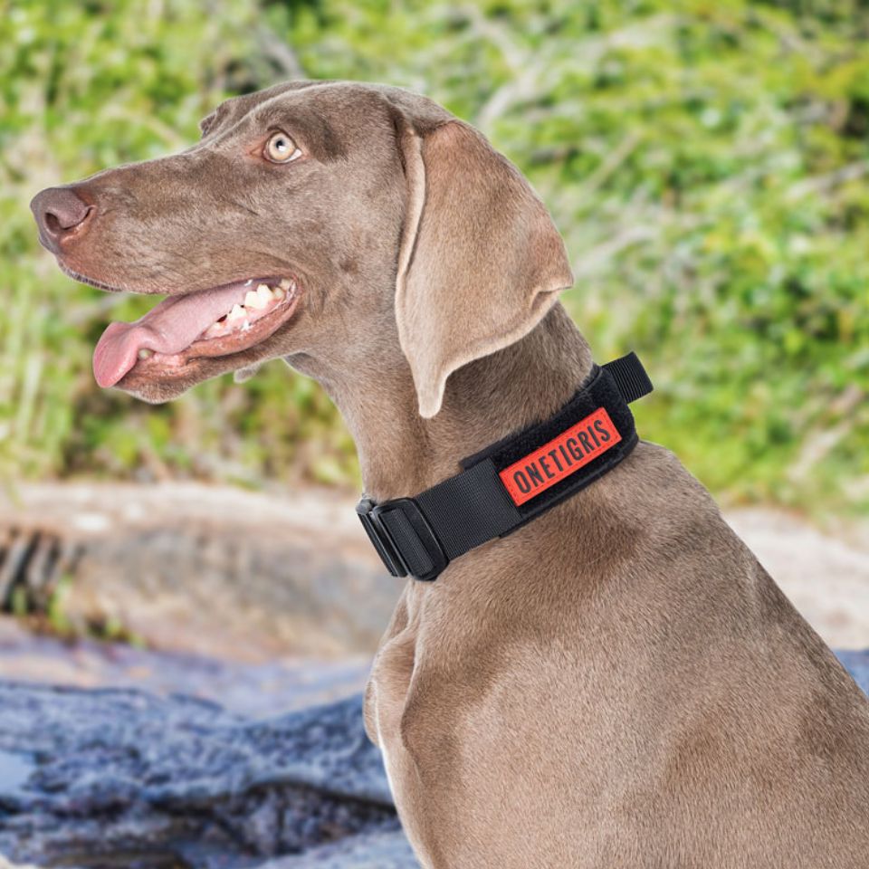 ONETIGRIS BEAST POWER K9 COLLAR